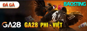 Sảnh đá gà GA28 Phi – Việt | Baosting GA28 Phi Việt - Sảnh đá gà chính thức tại Baosting